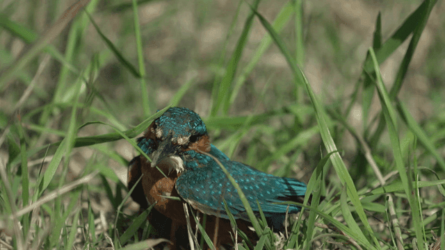Kingfisher resting in the grass