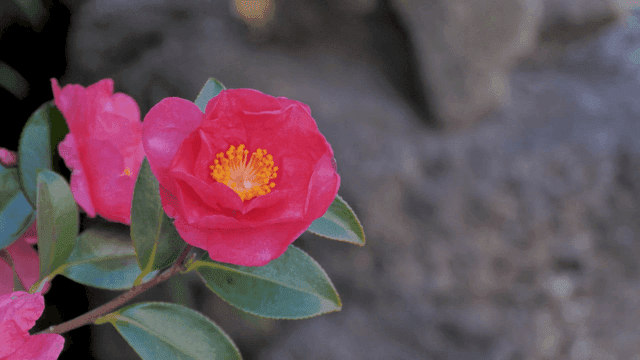 Fully bloomed pink camellia