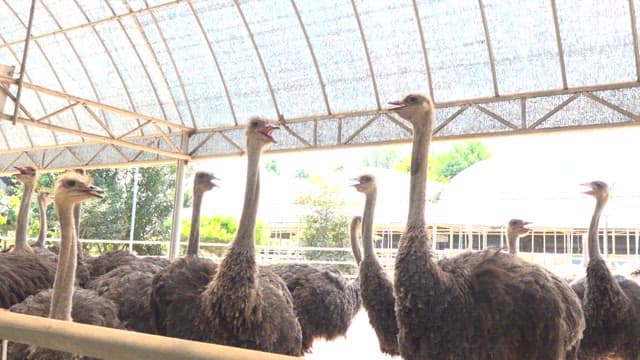 Ostriches huddled together in a pen on a farm