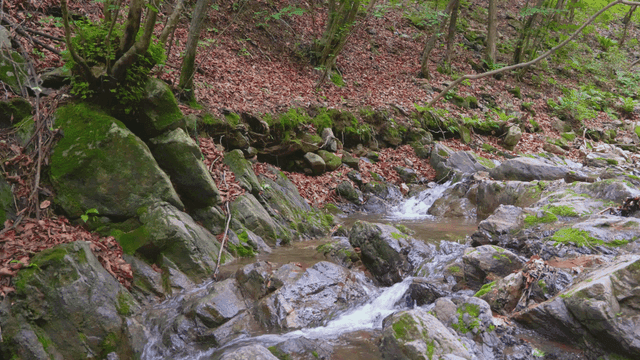 바위가 있는 고요한 숲 속 계곡