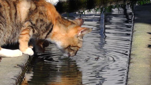 Cat drinking water from the edge of a stream on a sunny day