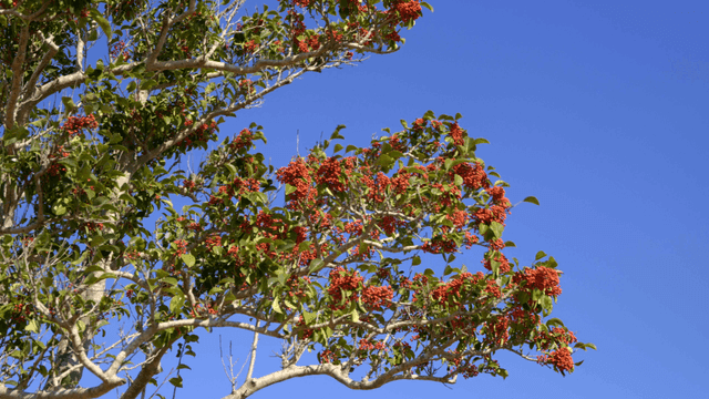 Tree with red berries under clear sky