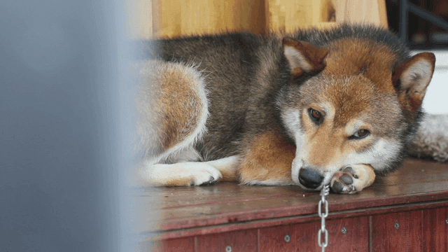 나무 현관에 누워 있는 개