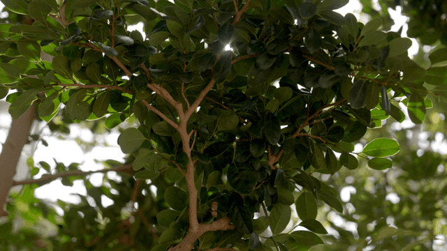 녹색 잎 사이로 비치는 햇빛