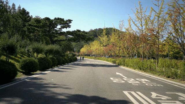 Scenic asphalt road lined with autumn trees