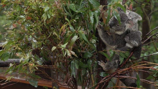 Koala Clinging to a Branch in the Rain