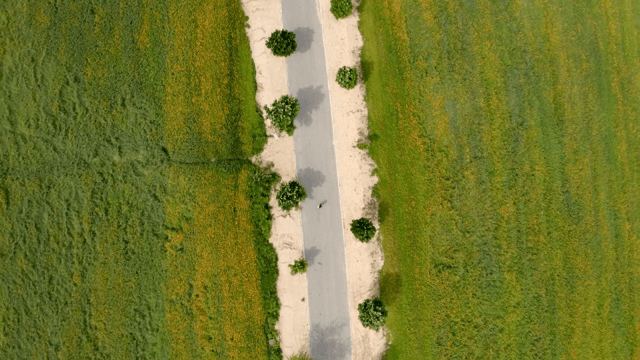 나무가 있는 녹색 들판을 가로지르는 도로
