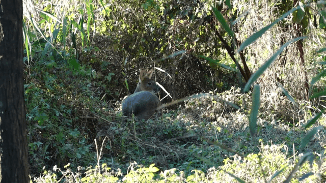 Water deer resting in a lush forest
