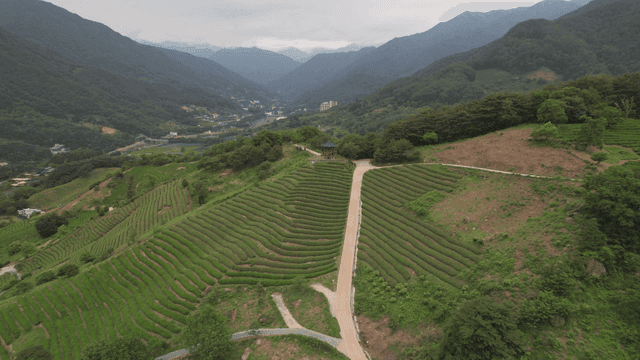 푸른 녹차밭이 있는 산골짜기