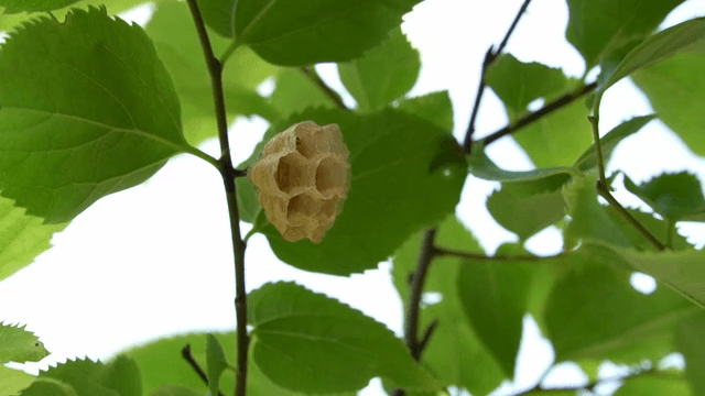 나뭇가지에 있는 벌집