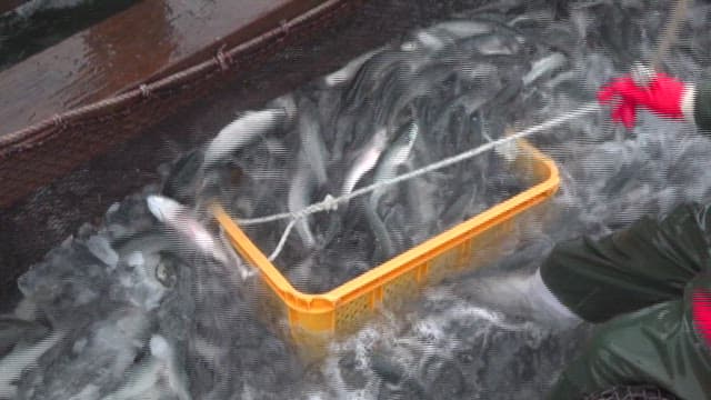 양식장에서 물고기 수확