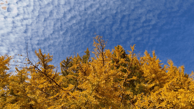 맑은 하늘 아래 황금빛 가을 나무