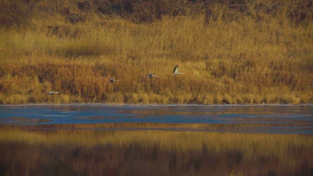 Birds flying over lake at dusk