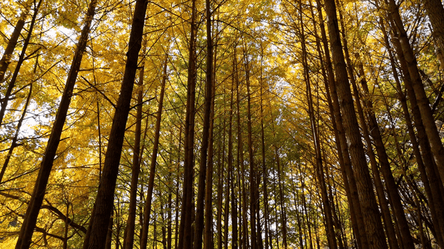 햇살이 비치는 키 큰 나무가 있는 숲