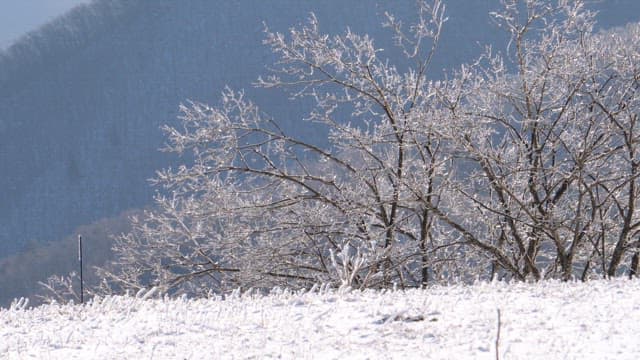 Frost-covered trees in of a snowy landscape