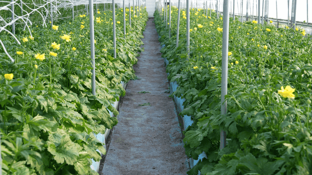 Greenhouse with blooming yellow flowers