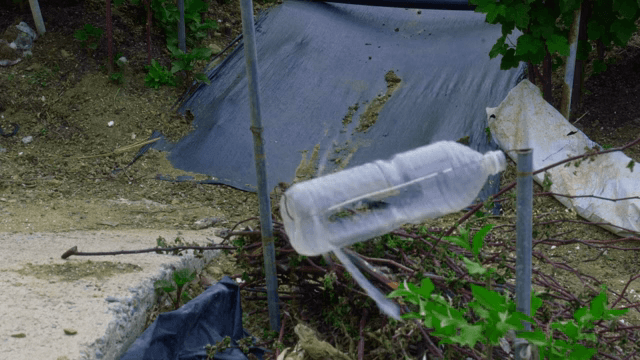 식물 보호용 플라스틱 병