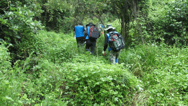 푸른 숲 속을 걷는 등산객들