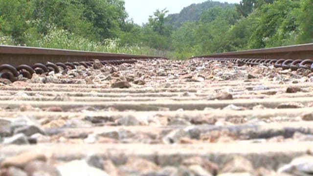 Railroad Track Surrounded by Foliage