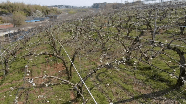 시골의 꽃이 핀 과수원