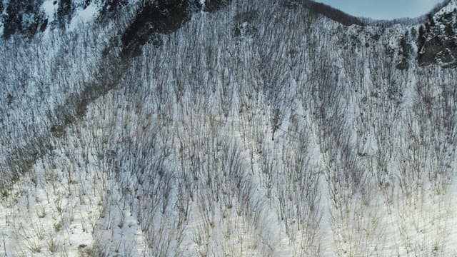 겨울에 눈이 쌓인 황량한 나무숲