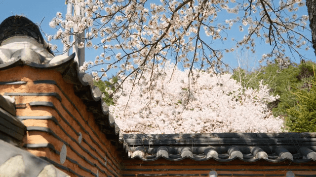 전통 한옥 담장 위의 벚꽃