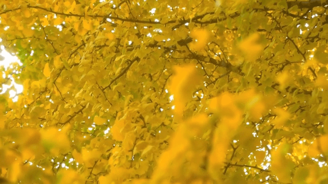 바람에 흔들리는 황금빛 은행나무 잎들