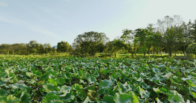 푸른 나무로 둘러싸인 고요한 호수