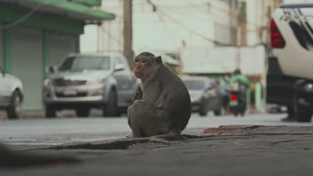 Monkeys Walking on the Street