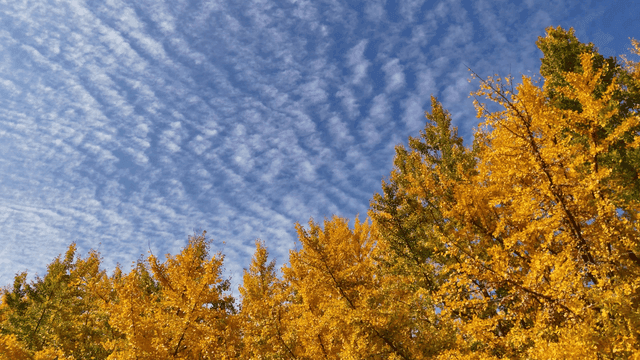 맑은 하늘 아래 황금빛 가을 잎