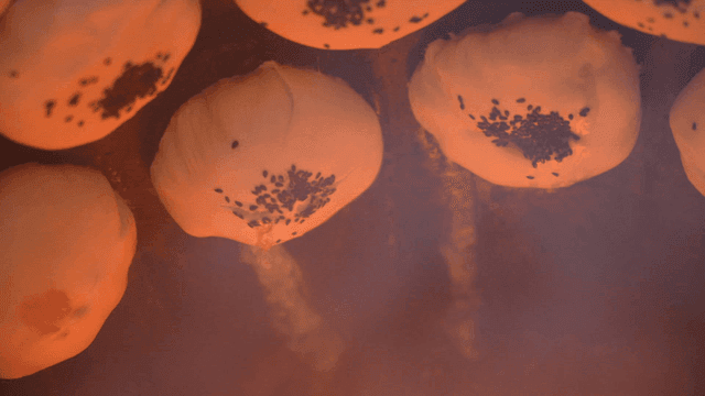 오븐에서 뜨겁게 구워지는 참깨가 뿌려진 화덕 만두