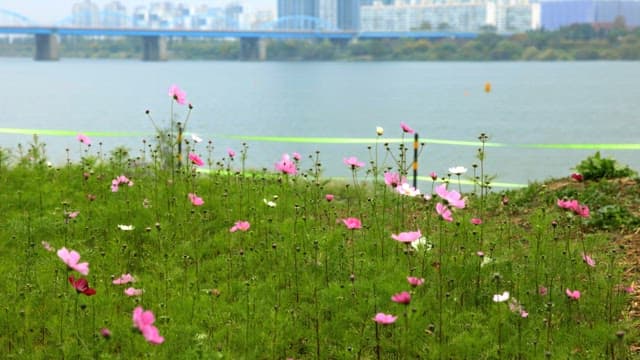 Blossoming flowers with a cityscape background