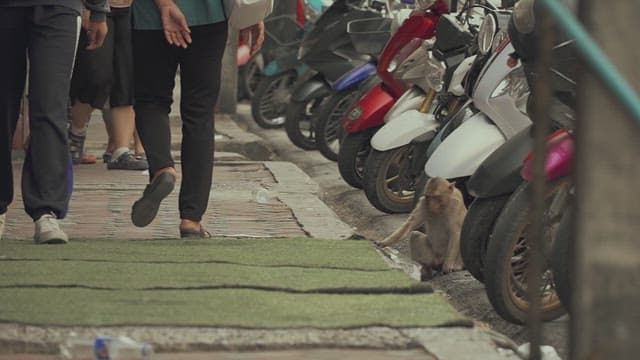 Monkey Rummaging through Trash on the Street