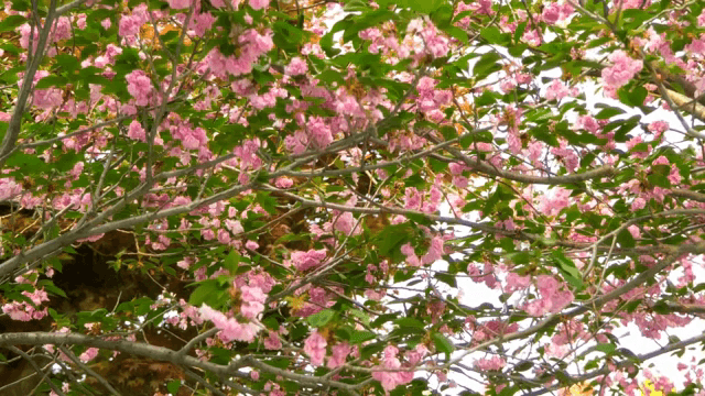 가지에 만개한 벚꽃