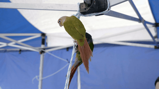 Two parrots sitting on rope under tent