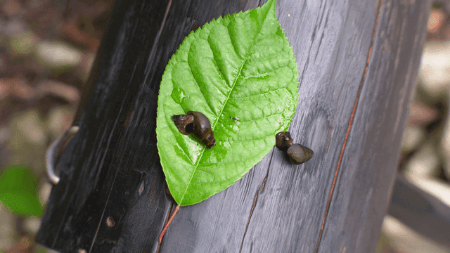 젖은 녹색 잎 위의 달팽이들