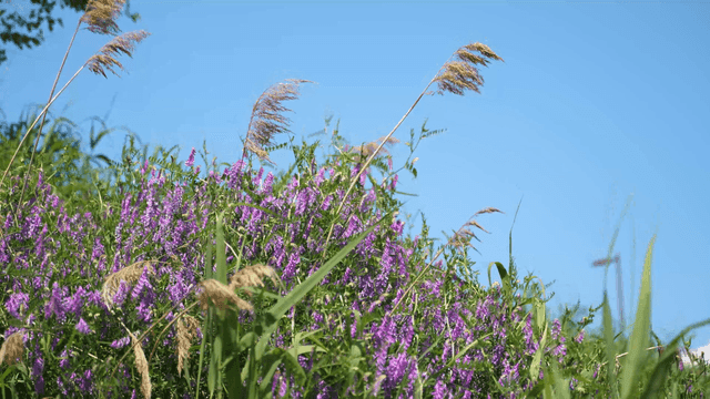 Purple flowers swaying under a clear sky