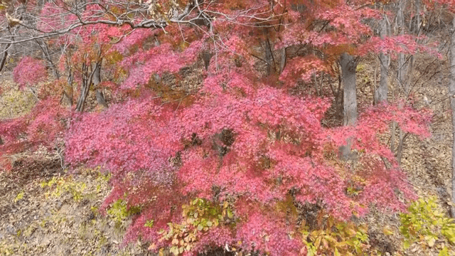 Vibrant autumn leaves in a forest