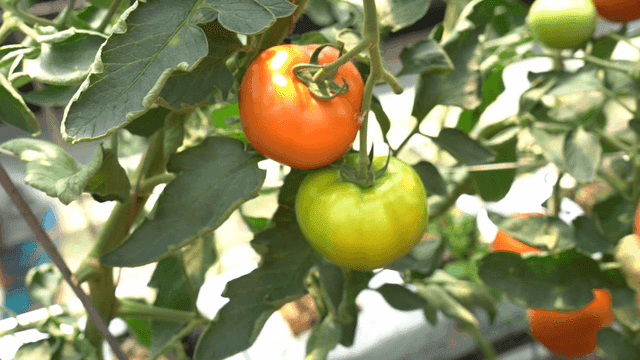 Tomatoes ripening on the vine