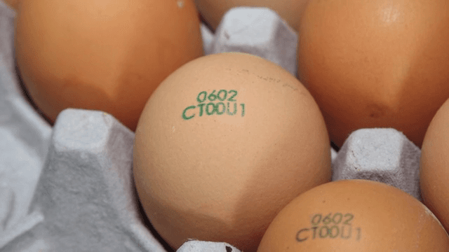 계란이 정돈된 계란판