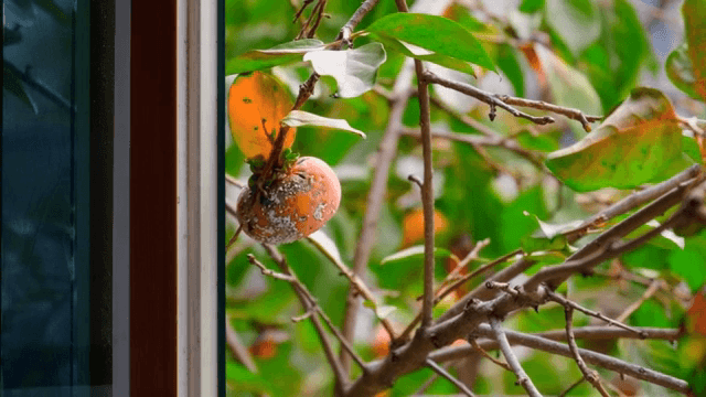 창문 근처 가지에 달린 감