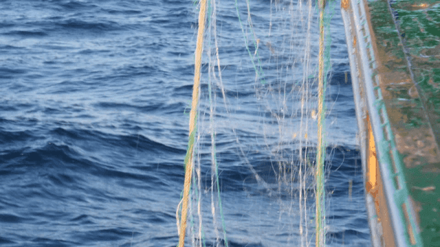 바다 위에 걸린 어망