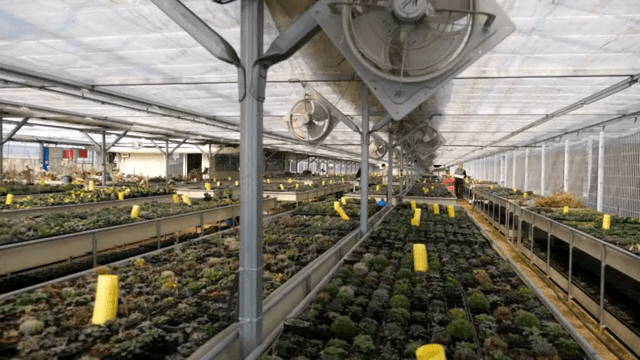 넓은 온실에서 자라는 식물들