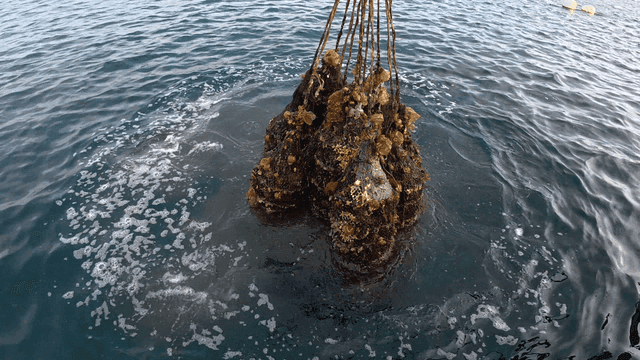 Farming net pulling up load of farmed sea squirts