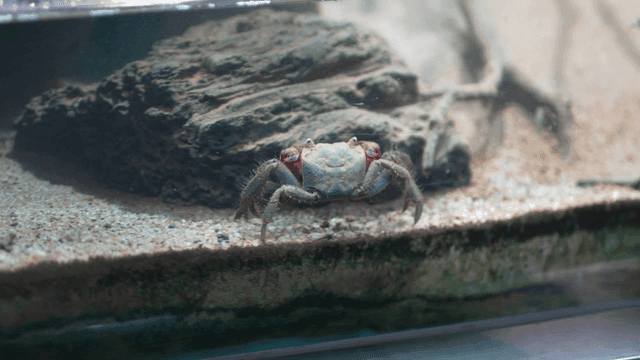 Small crab walking on bottom of fish tank