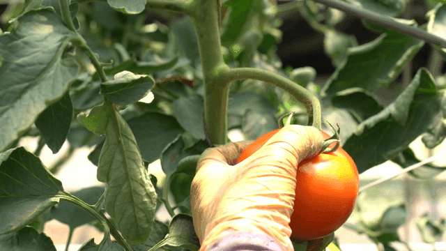 Glovenly hands picking ripe tomatoes