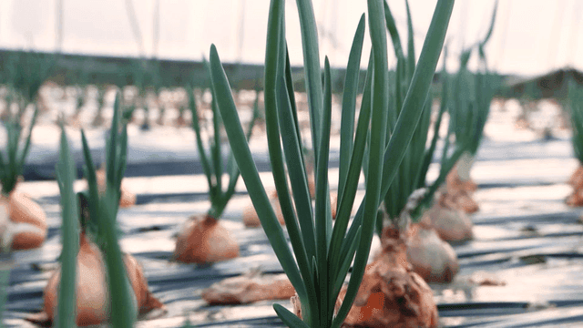Onions grown in greenhouse