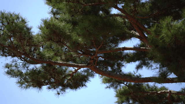 Pine tree branches against a clear sky