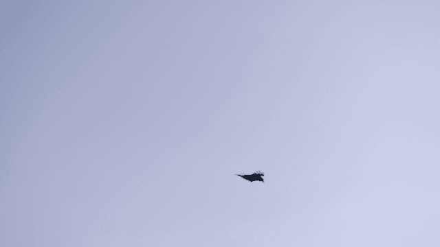 Bird soaring in the clear sky