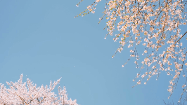 맑은 하늘을 배경으로 한 벚꽃